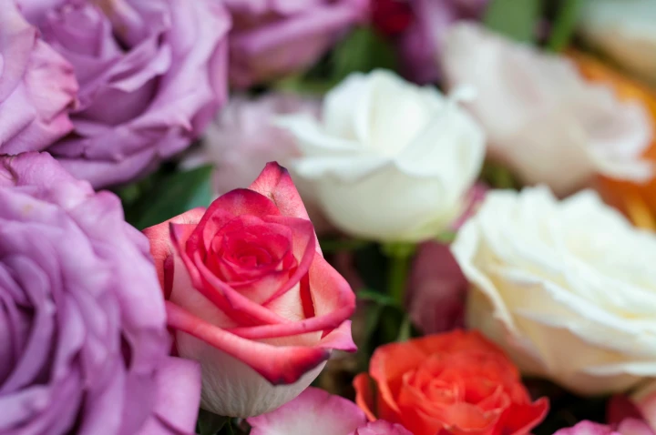 Klassische Rosen oder bunte Tulpen–diese Blumen sind im Trend