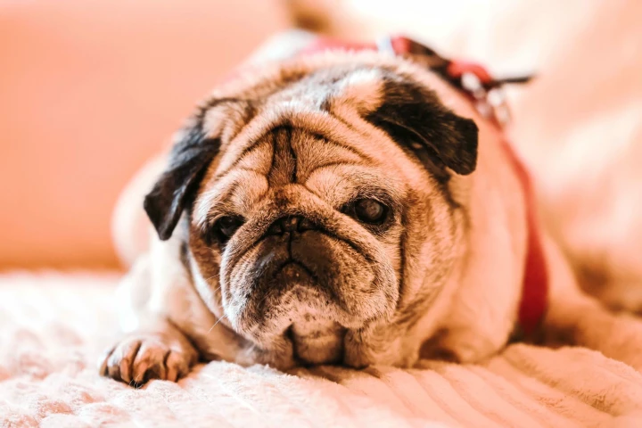 Hundebesitzer werden stärker zur Kasse gebeten