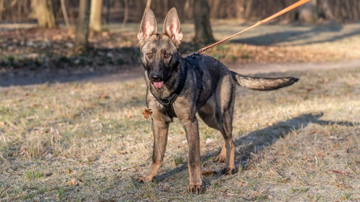 Wem gehört Hund Roxy? Versteckspiel um angebliches Frauchen