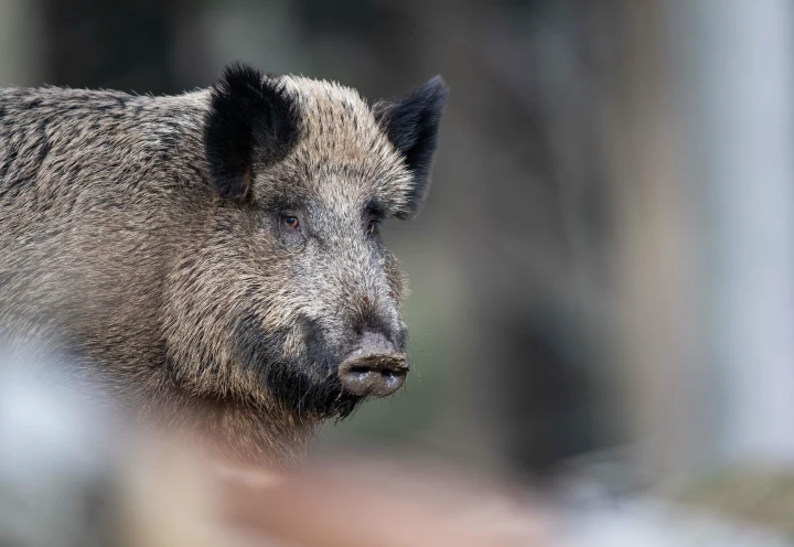 Sichtung am Gruscheweg – sind die Tiere eine Gefahr?
